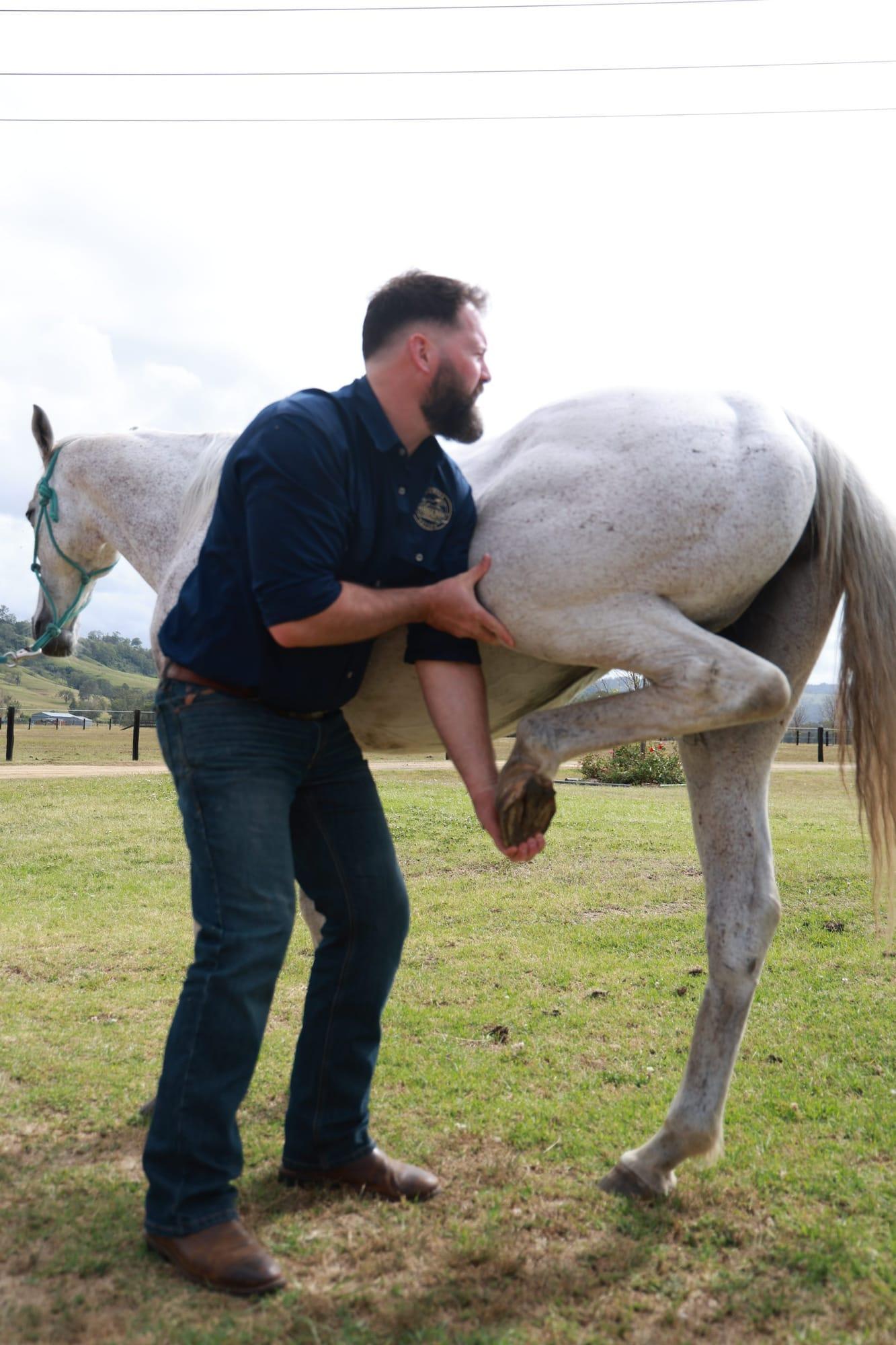 James supporting a grey horse's foreleg in a forward stretch