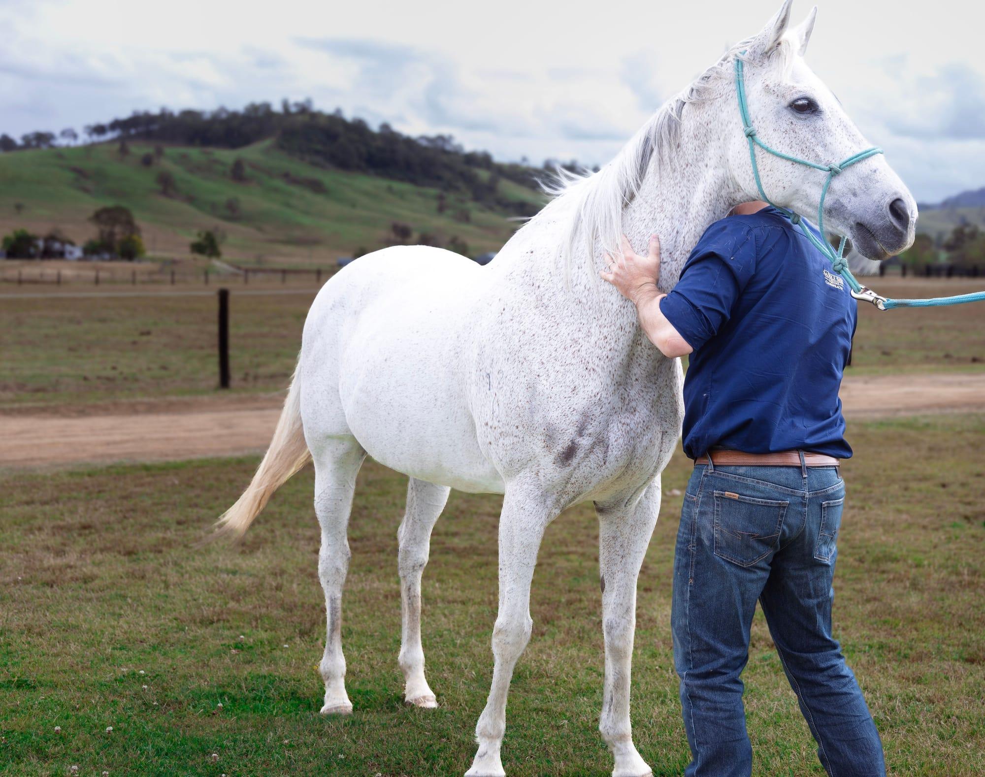 James assessing a grey horse's neck in a paddock below Hunter Valley hills