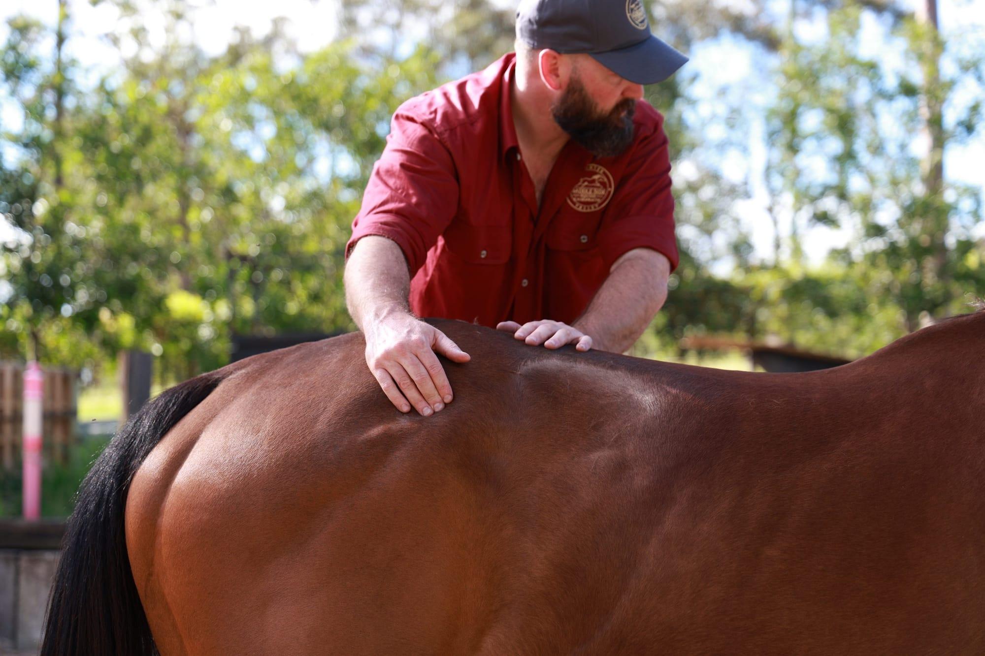 James's hands on a bay horse's back during treatment