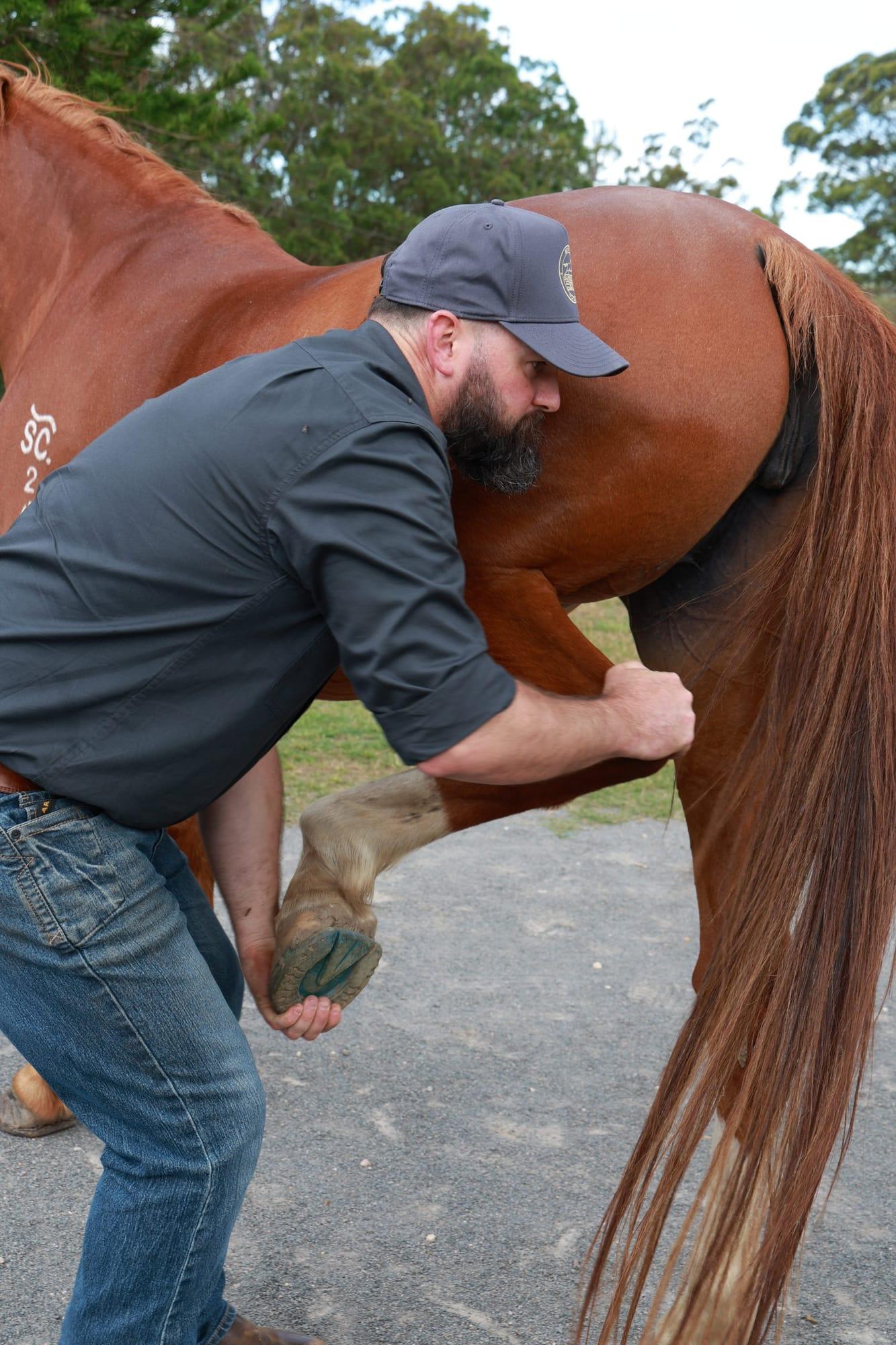 James supporting a chestnut horse's hind leg in a stretch