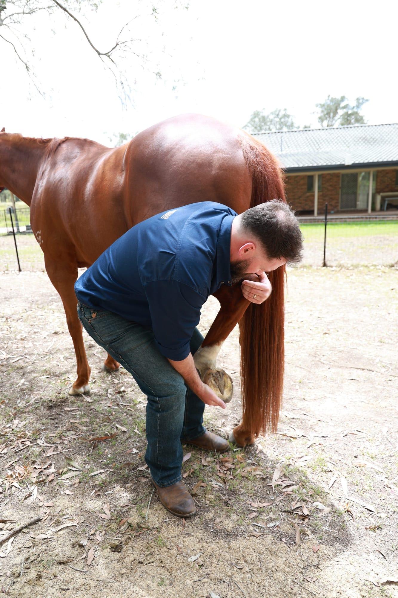 James working with a chestnut horse's hind leg