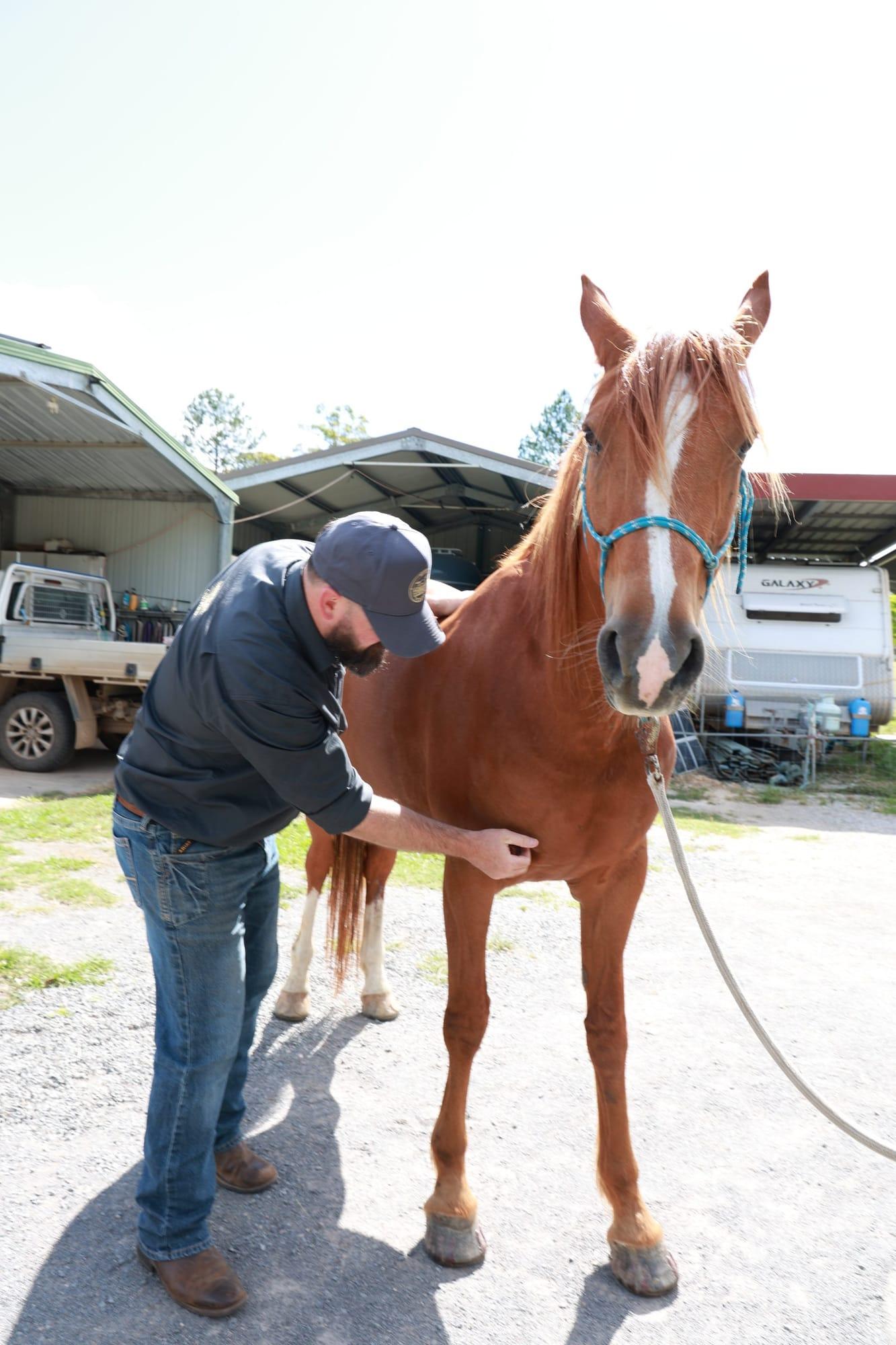 James palpating a chestnut horse's shoulder in a yard
