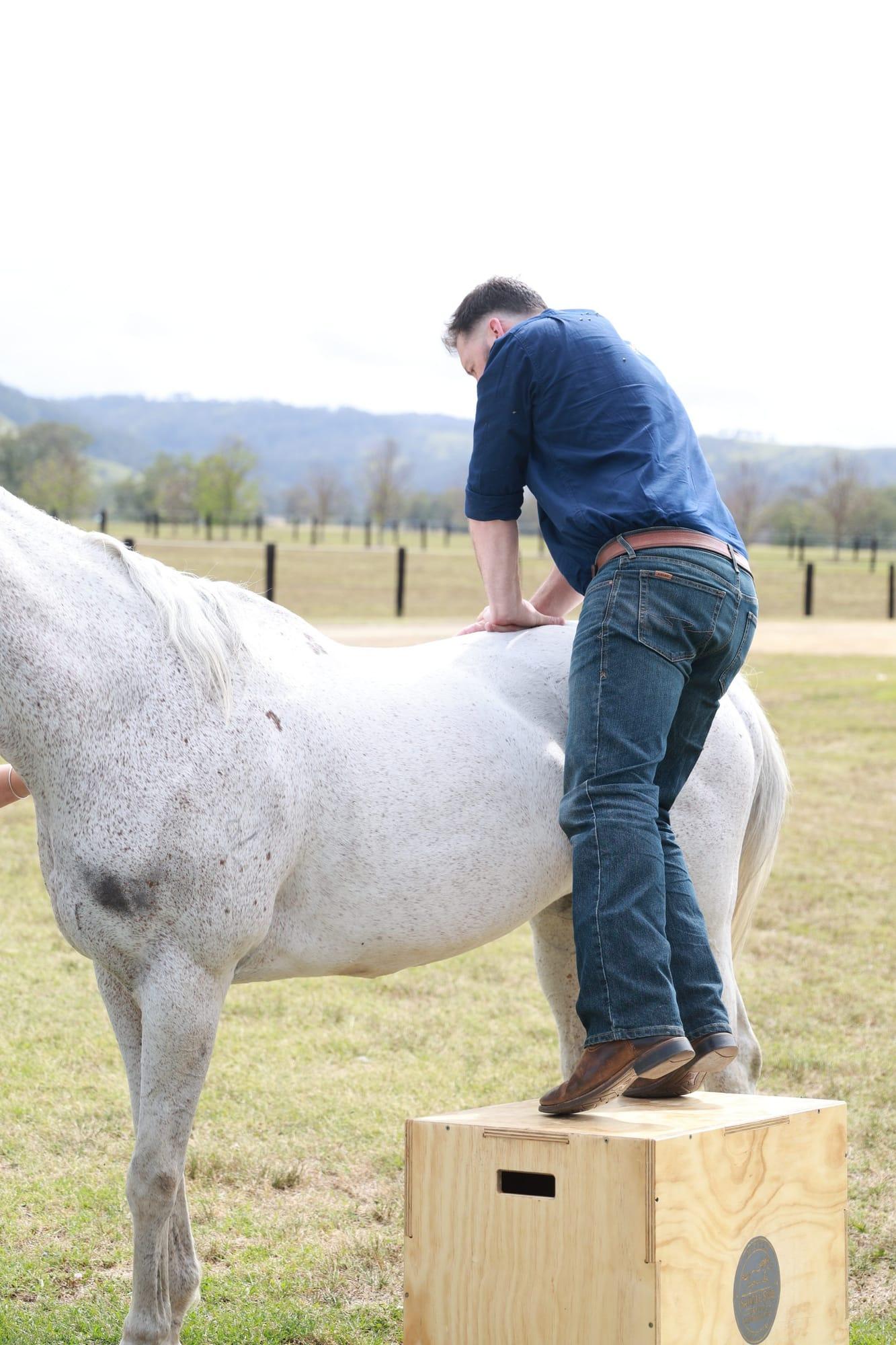 James on a block, assessing along a grey horse's back