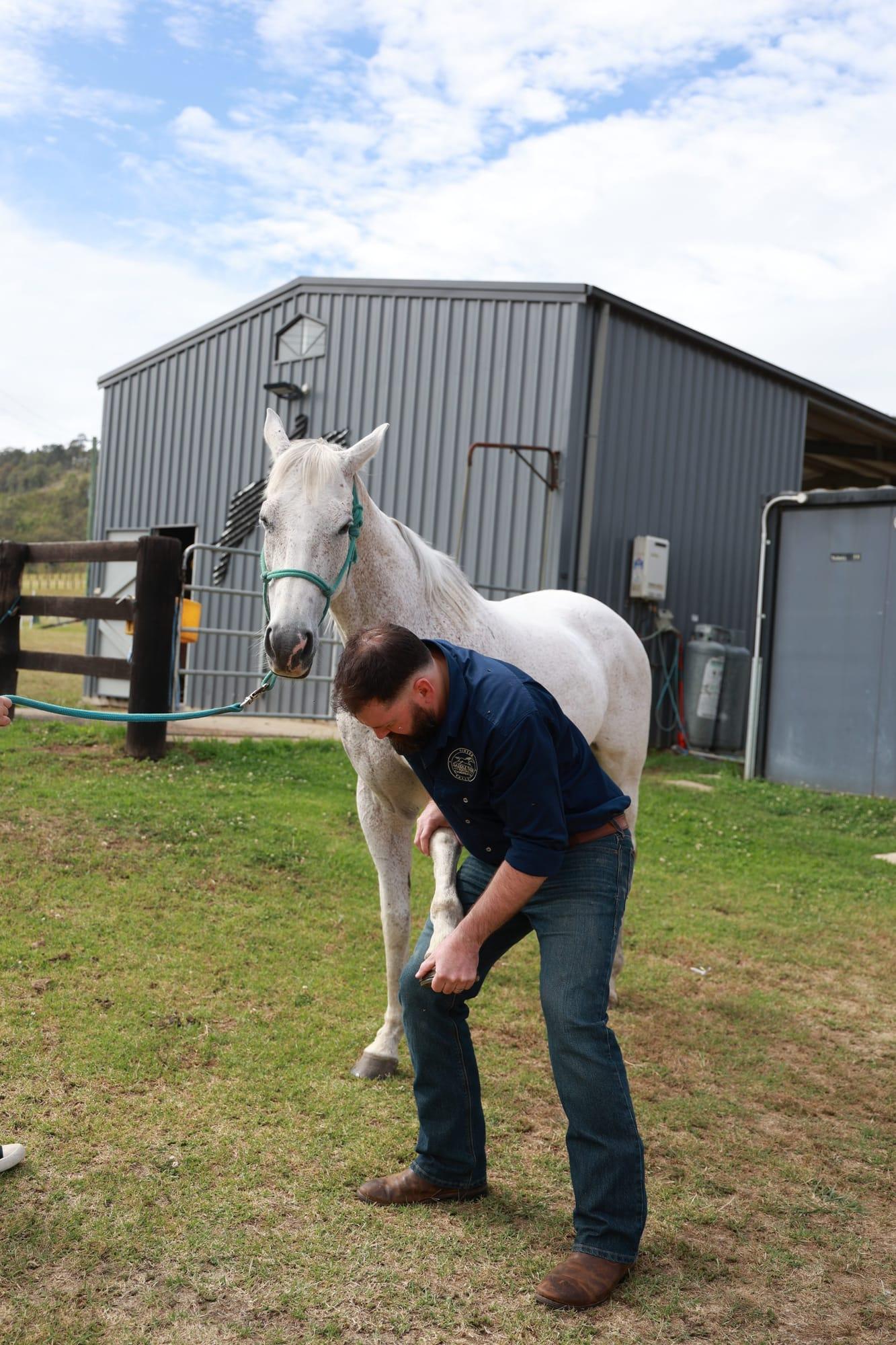 James assessing a grey horse beside a farm shed